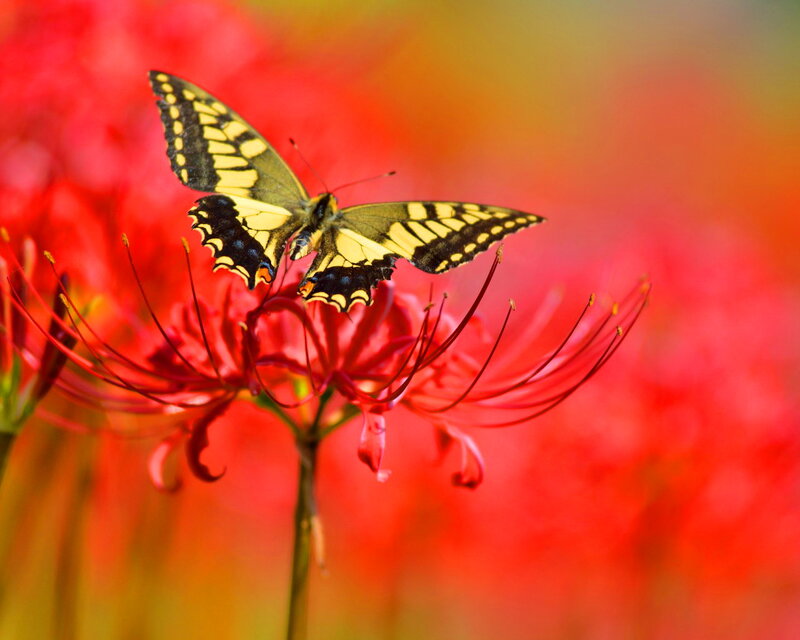 Yellow Butterfly on Red Flower — Vibrant