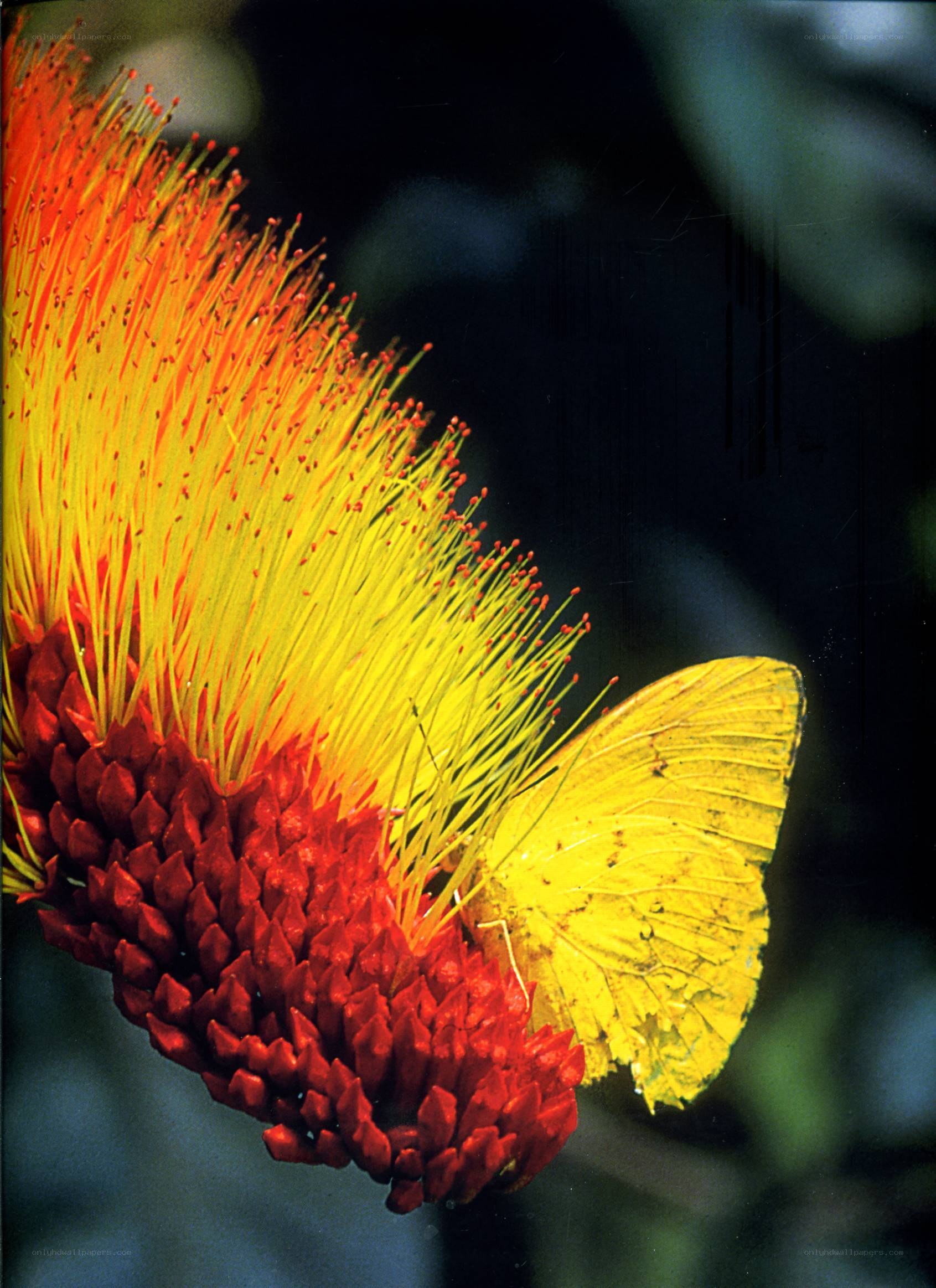 Yellow butterfly on red flower