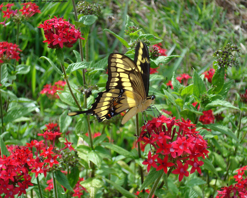 Yellow Butterfly on Red Flowers — Serene