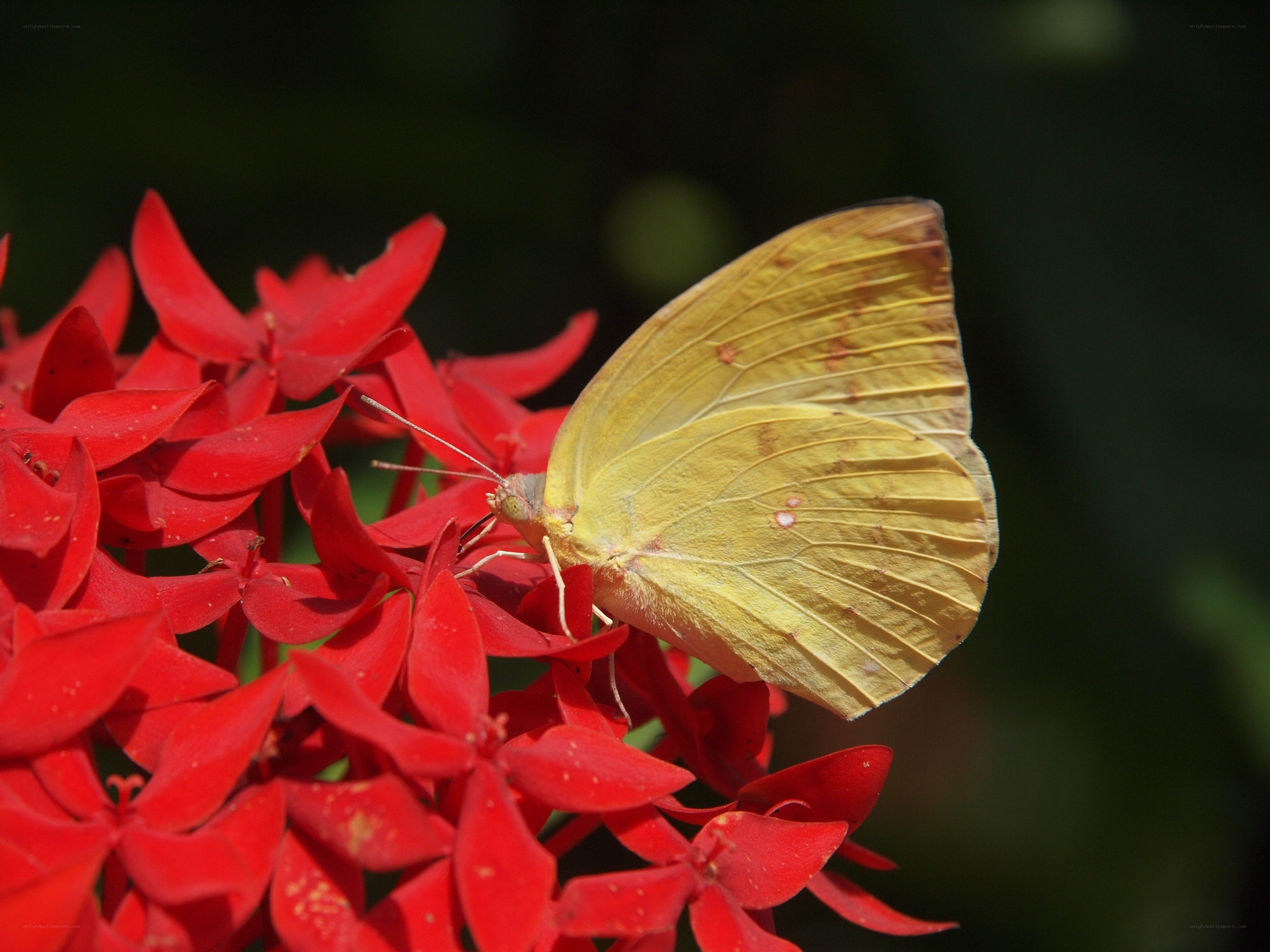 Yellow butterfly on red flowers