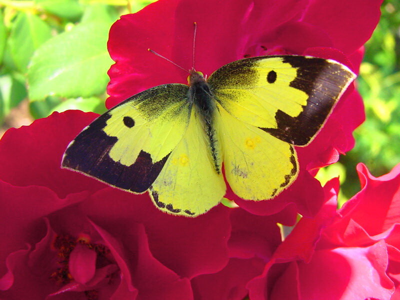 Yellow Butterfly on Rose — Red