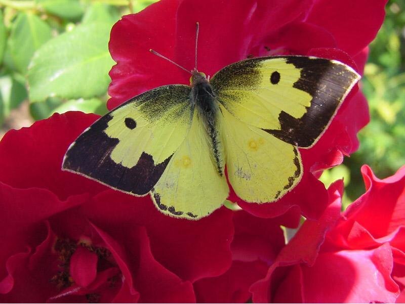 Yellow Butterfly on Rose