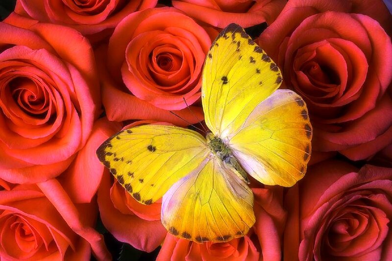 Yellow Butterfly on Roses — Red