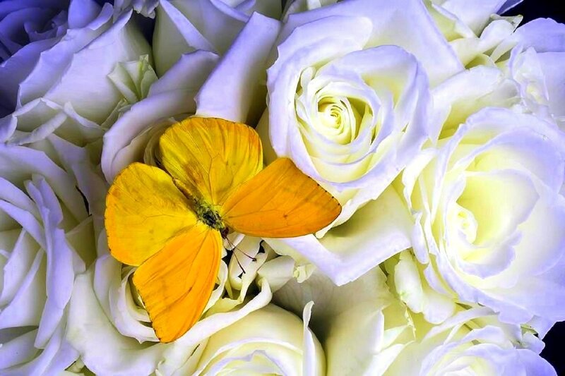 Yellow Butterfly on Roses