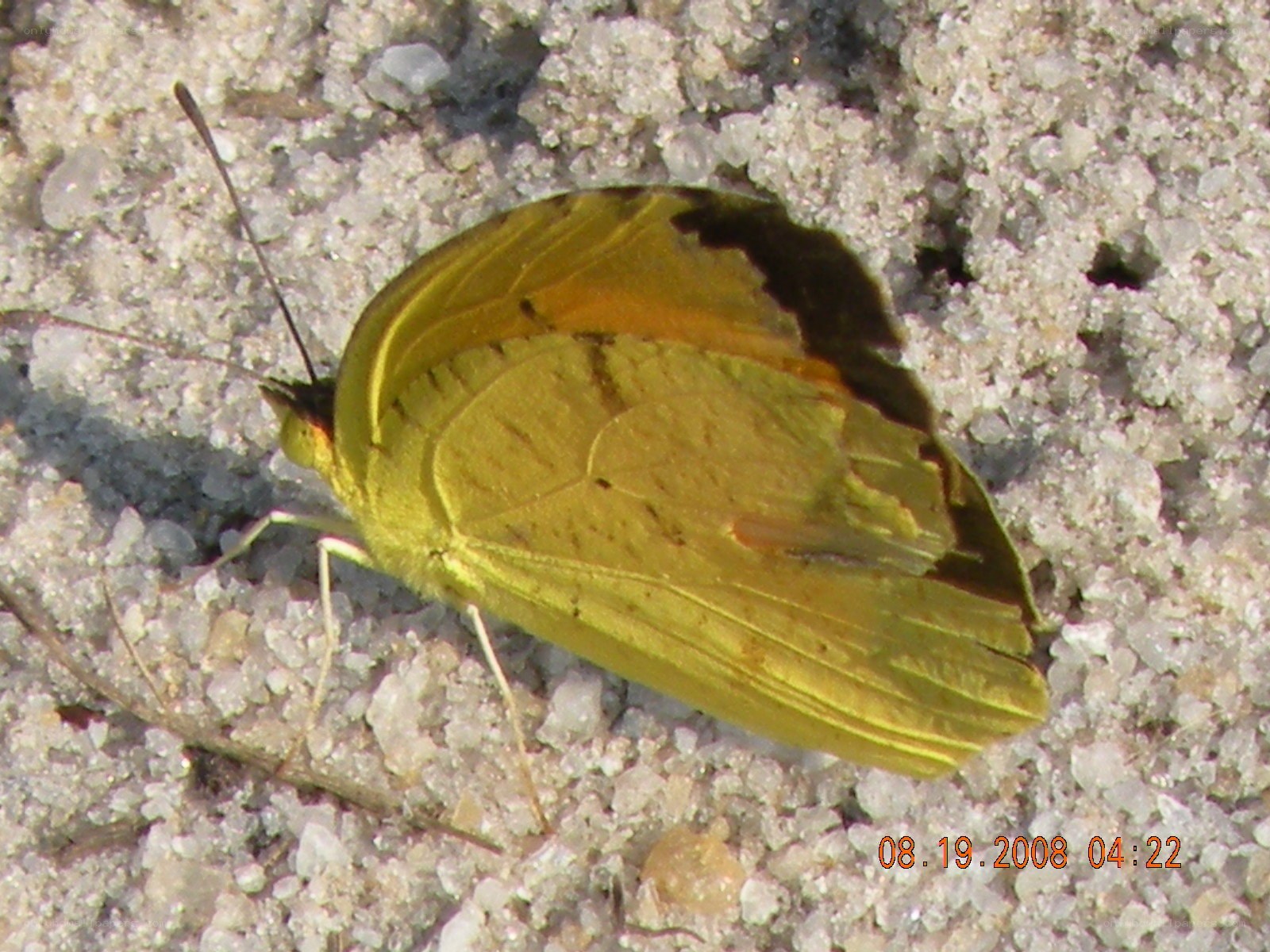 yellow butterfly on sand
