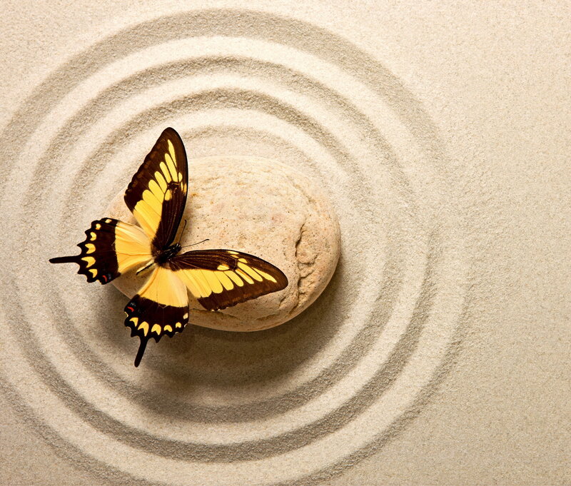 Yellow Butterfly on Stone