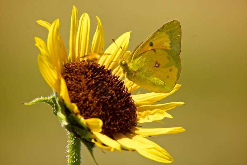 Yellow Butterfly on Sunflower
