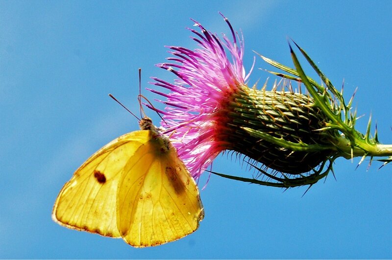 Yellow butterfly on thistle flower