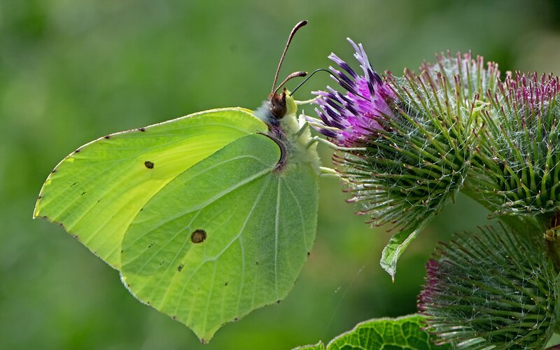 Yellow Butterfly on Thistle — Green