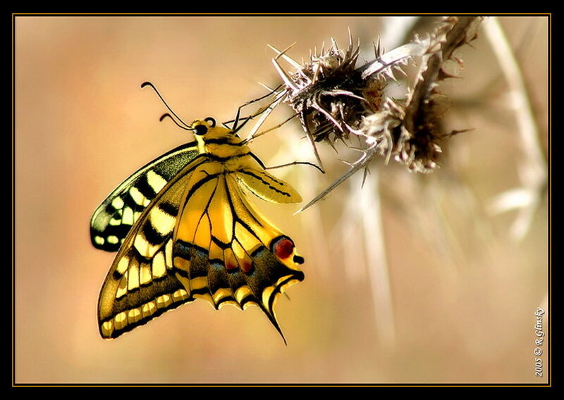 Yellow Butterfly on Thistle