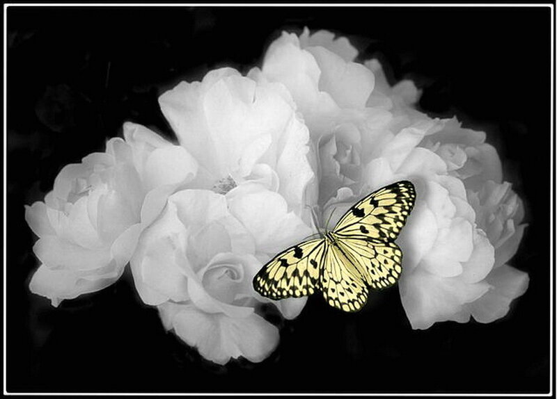 Yellow Butterfly on White Flower
