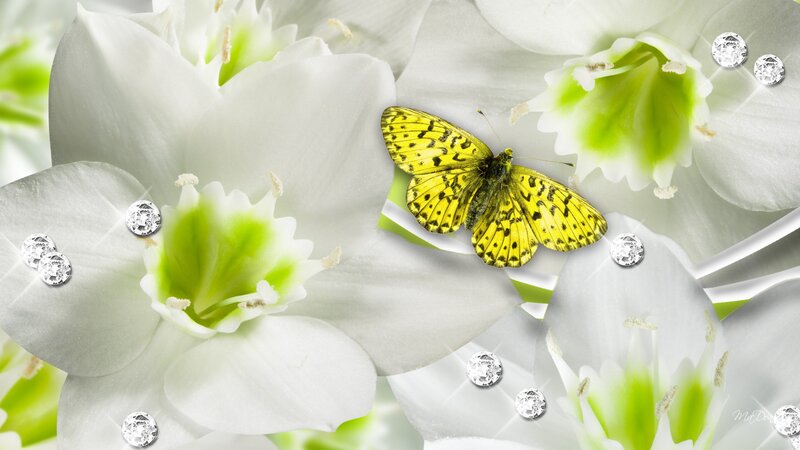 Yellow Butterfly on White Flowers — Serene