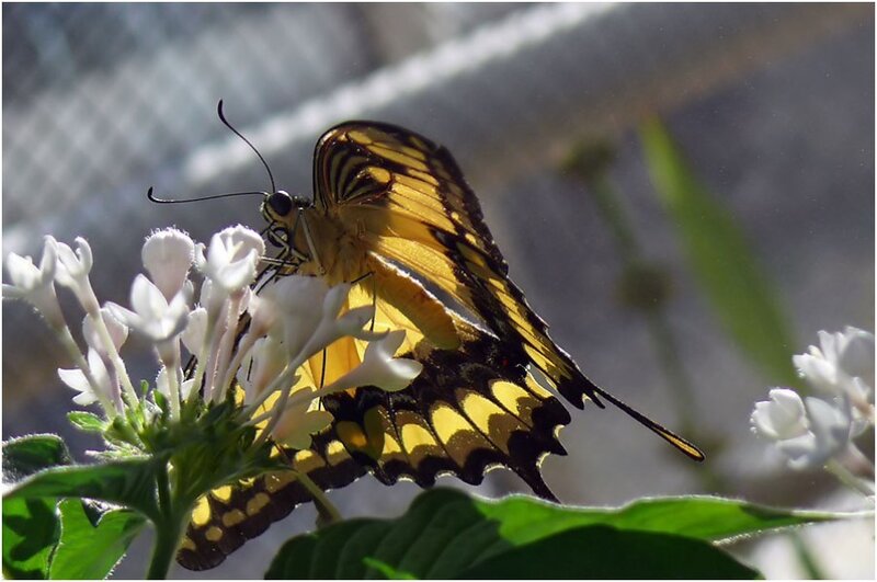 Yellow butterfly on white flowers