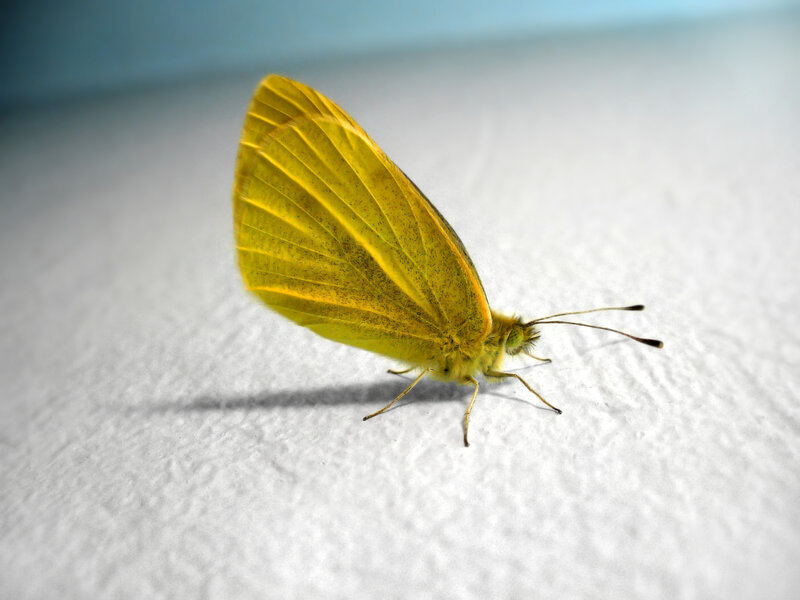 Yellow butterfly on white surface