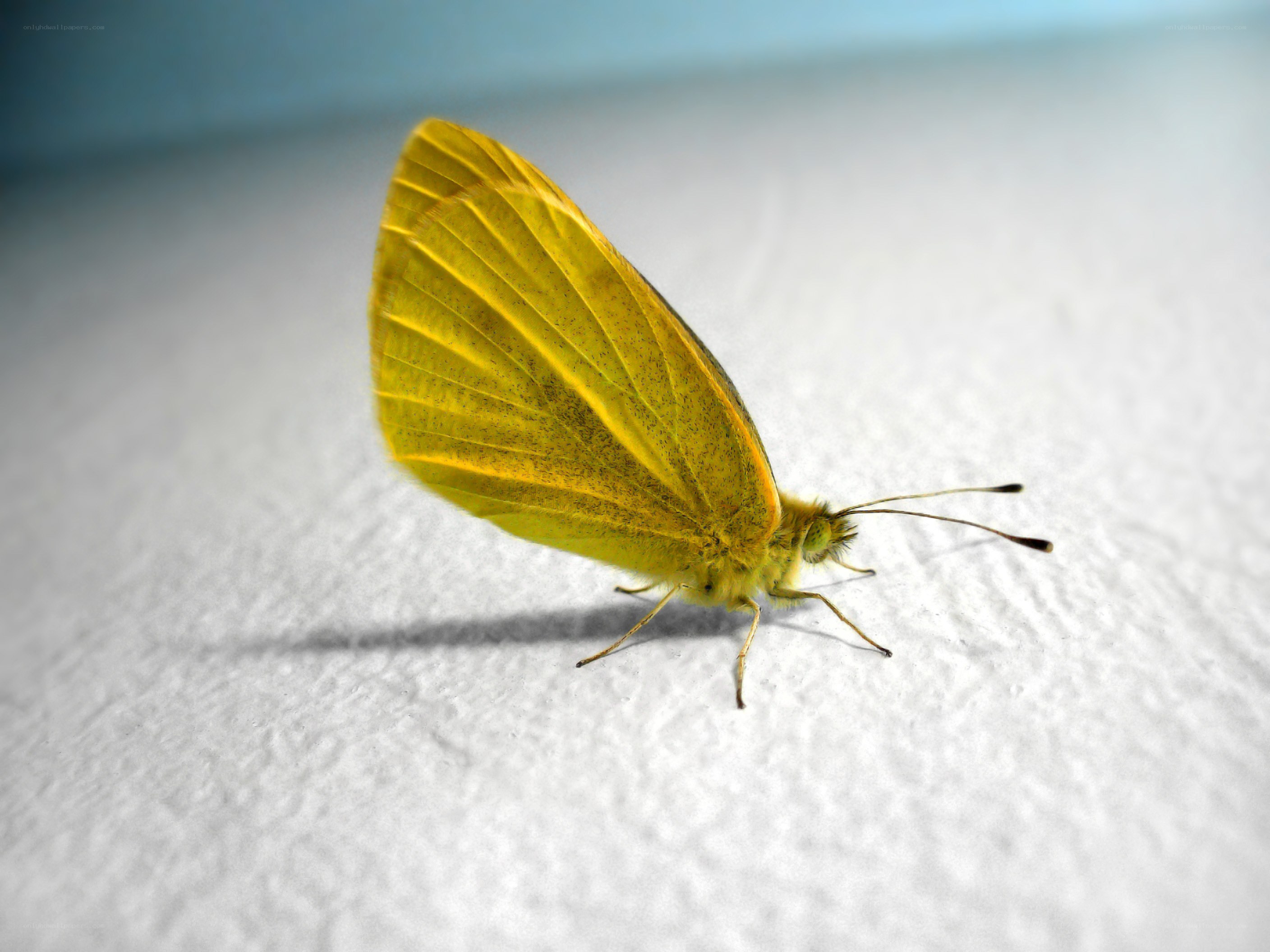 Yellow butterfly on white surface