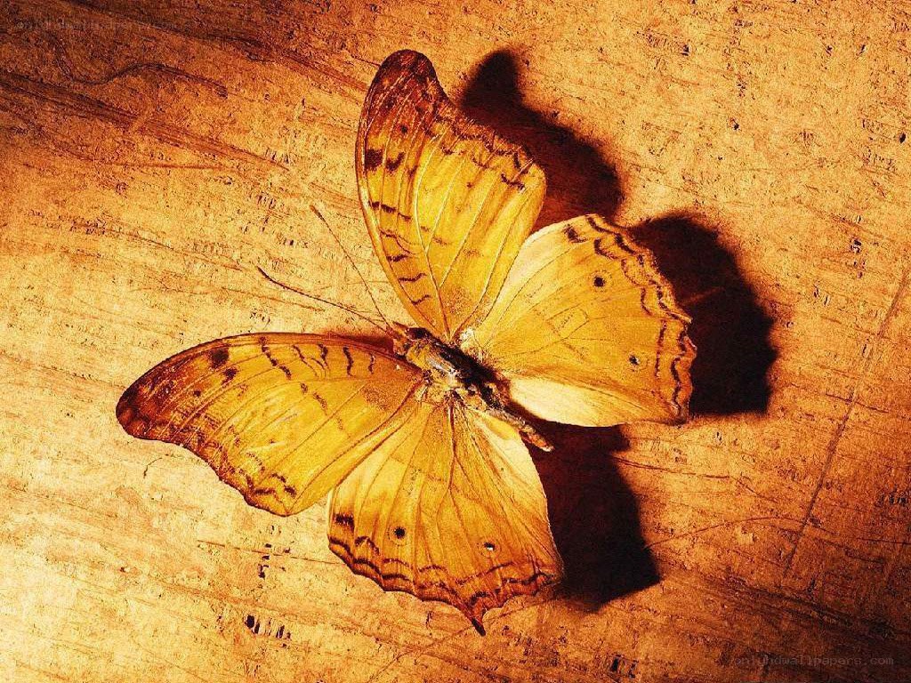yellow butterfly on wood