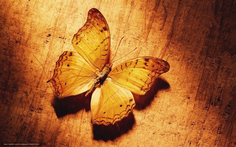 Yellow Butterfly on Wood — Brown, Dramatic, Photograph