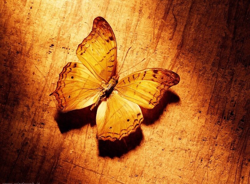 Yellow Butterfly on Wood — Brown, Dramatic