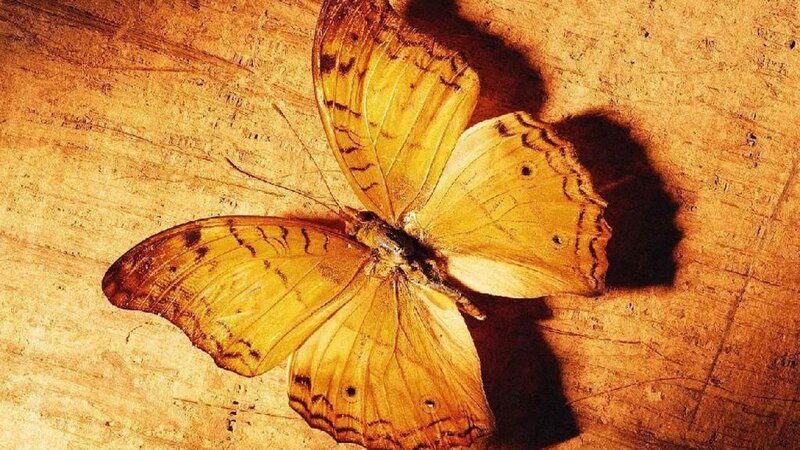 Yellow Butterfly on Wood — Calm, Photograph, Wood Surface, Brown