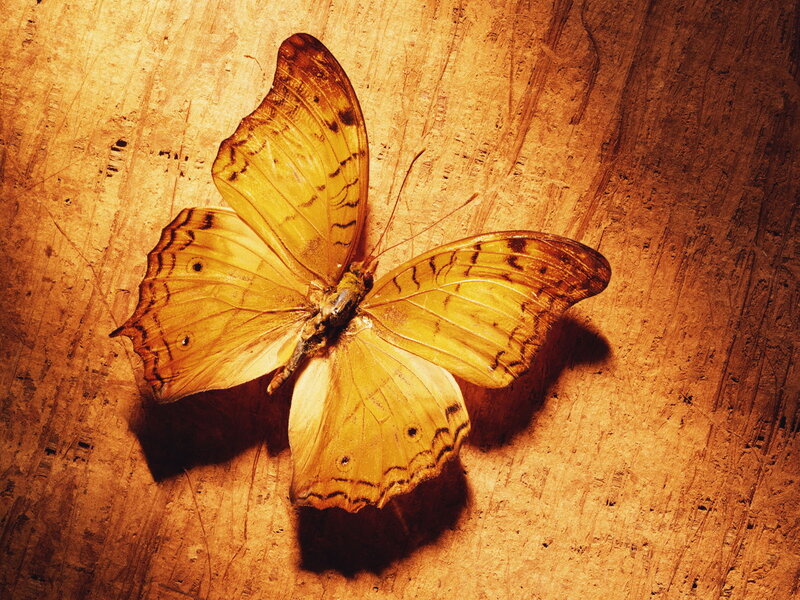 Yellow Butterfly on Wood — Calm