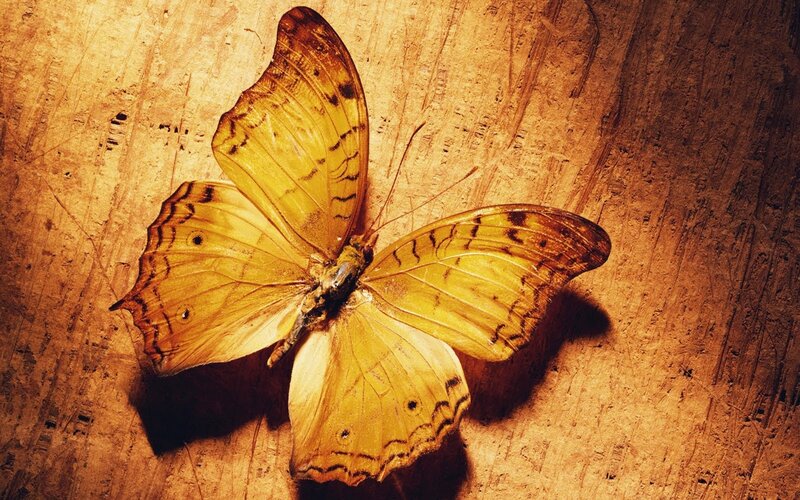 Yellow Butterfly on Wood — Dramatic, Photograph