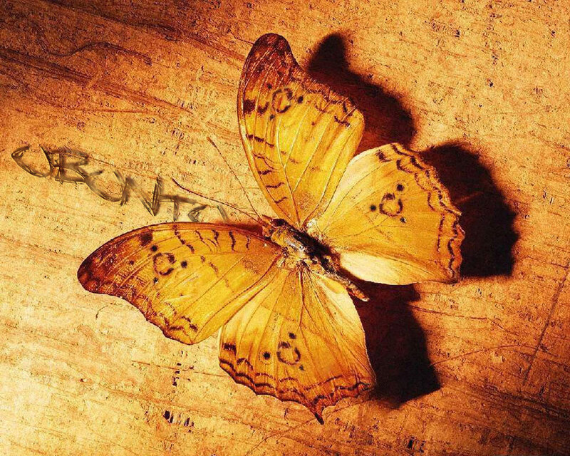 Yellow Butterfly on Wood — Natural, Photograph, Wood Surface