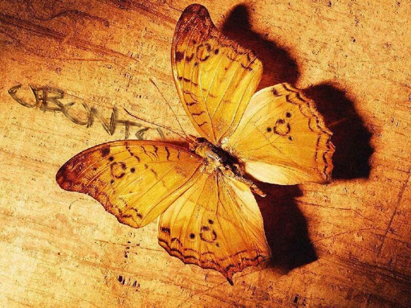 Yellow Butterfly on Wood — Natural