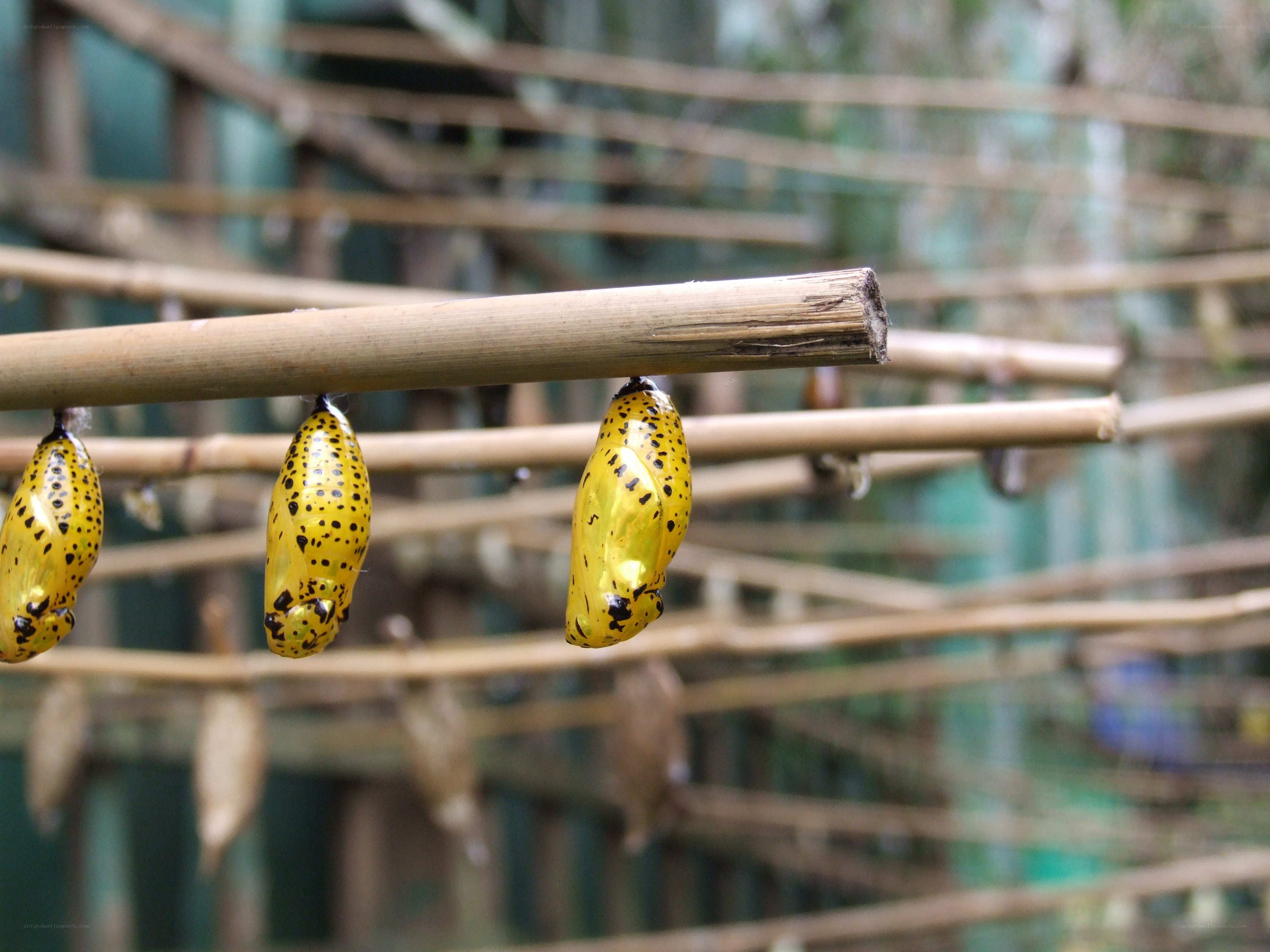 Yellow butterfly pupae hanging