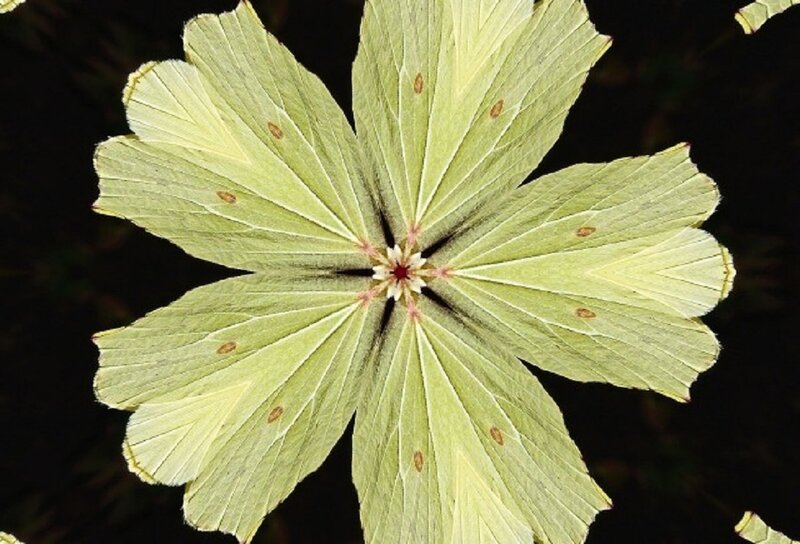 Yellow Butterfly Wings