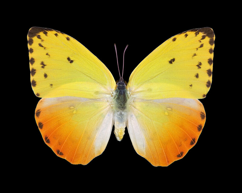yellow butterfly with orange wings