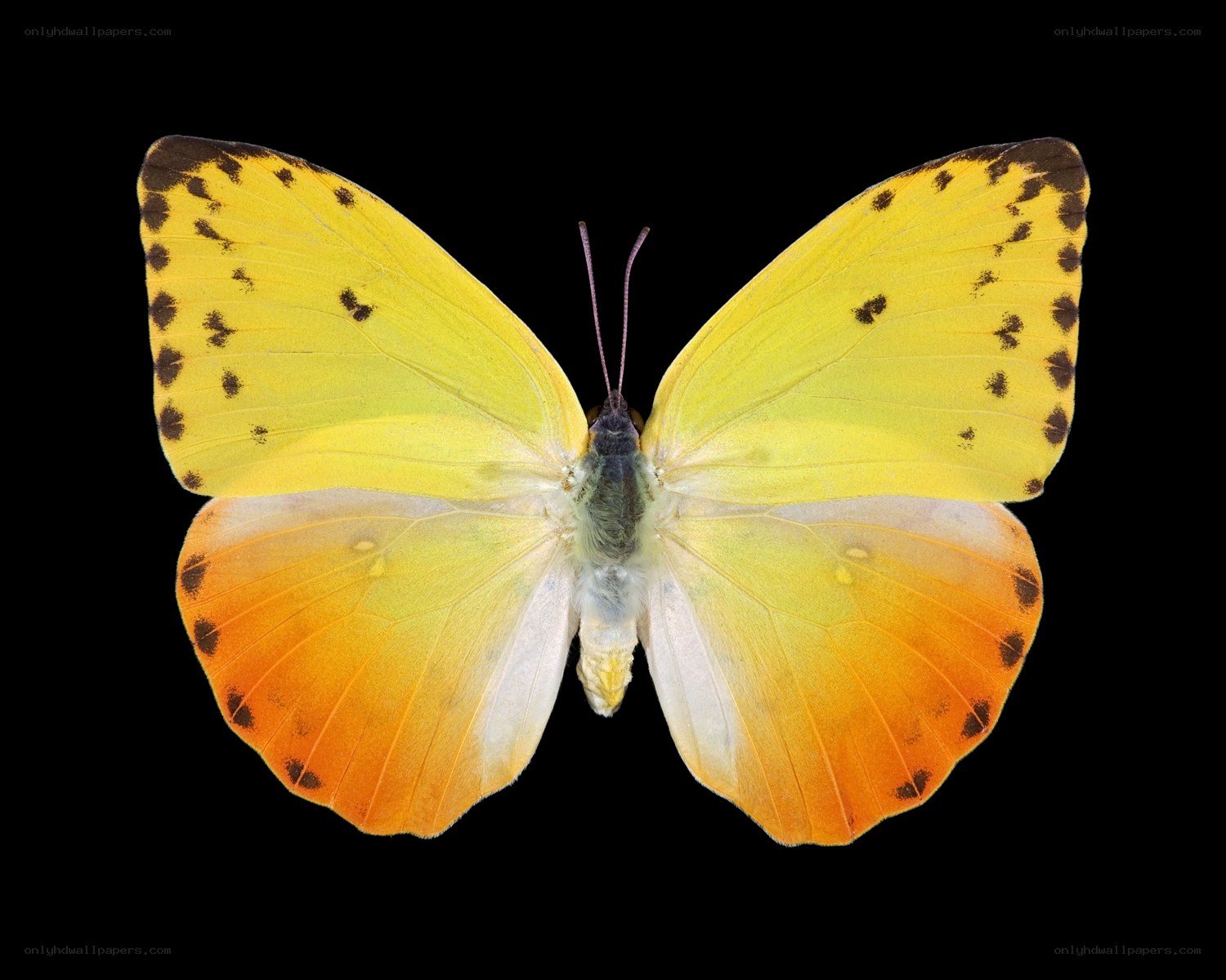 yellow butterfly with orange wings
