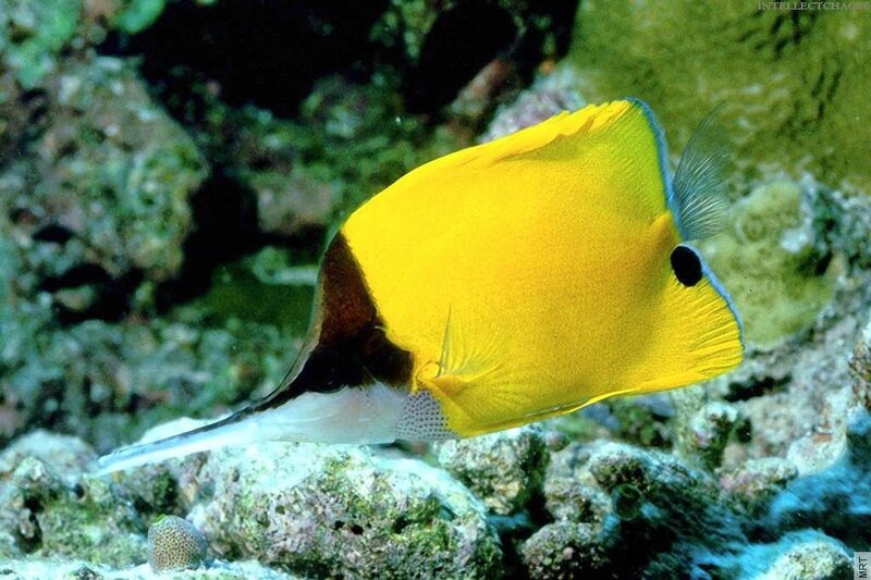 Yellow butterflyfish in coral reef
