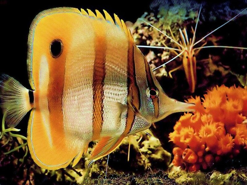 Yellow Butterflyfish — Natural
