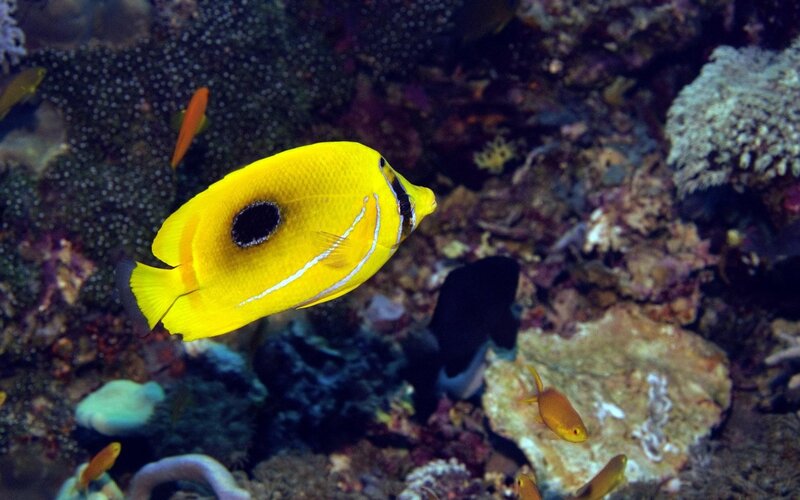 Yellow Butterflyfish