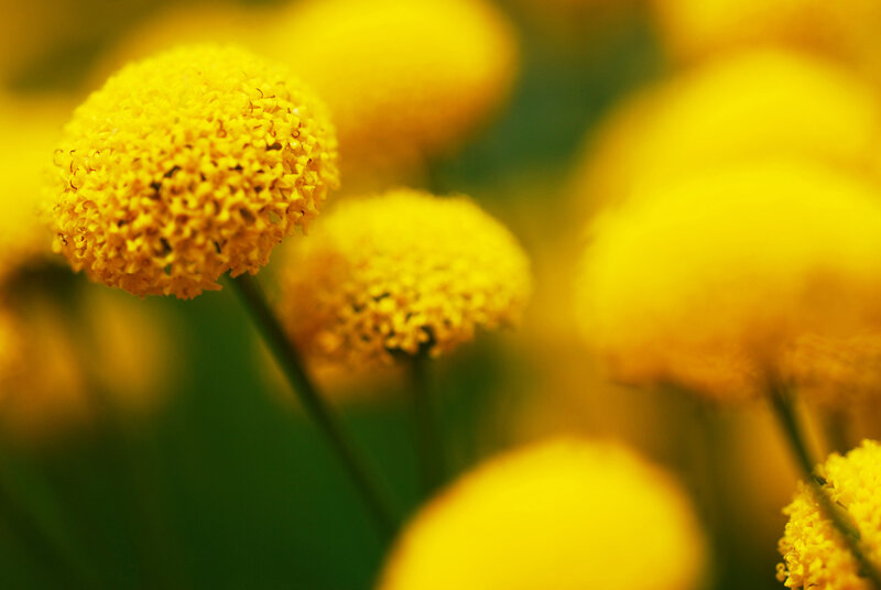 Yellow Button-like Flowers — Calm, Photograph