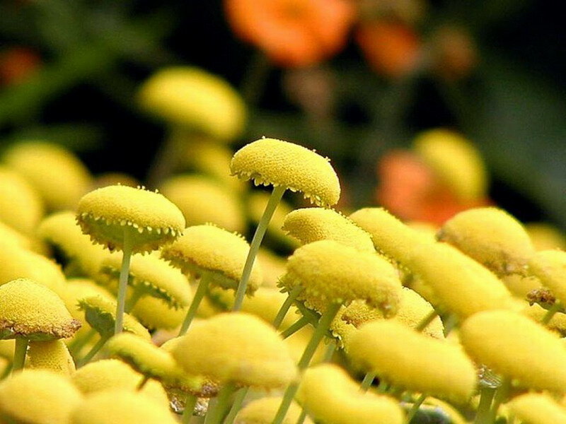 Yellow Button-like Flowers — Calm