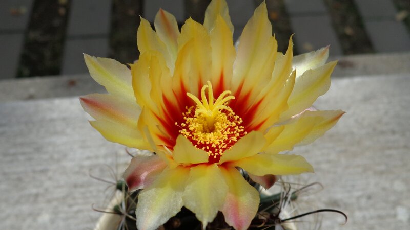 yellow cactus flower bloom
