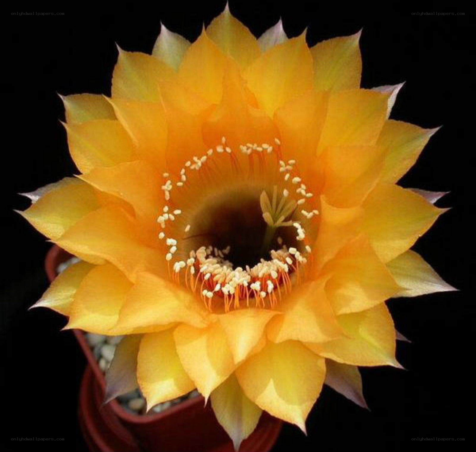 yellow cactus flower bloom