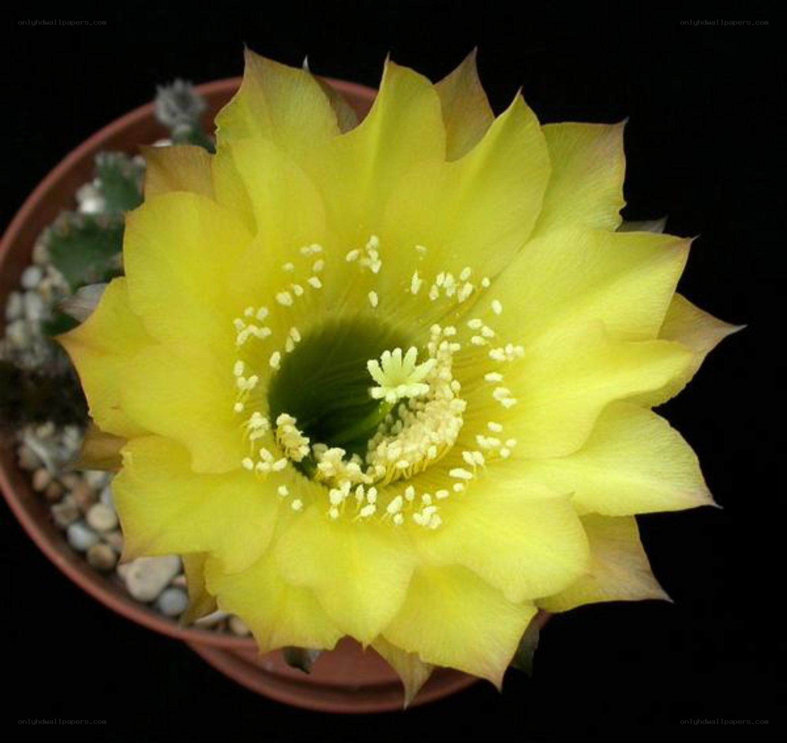 yellow cactus flower bloom