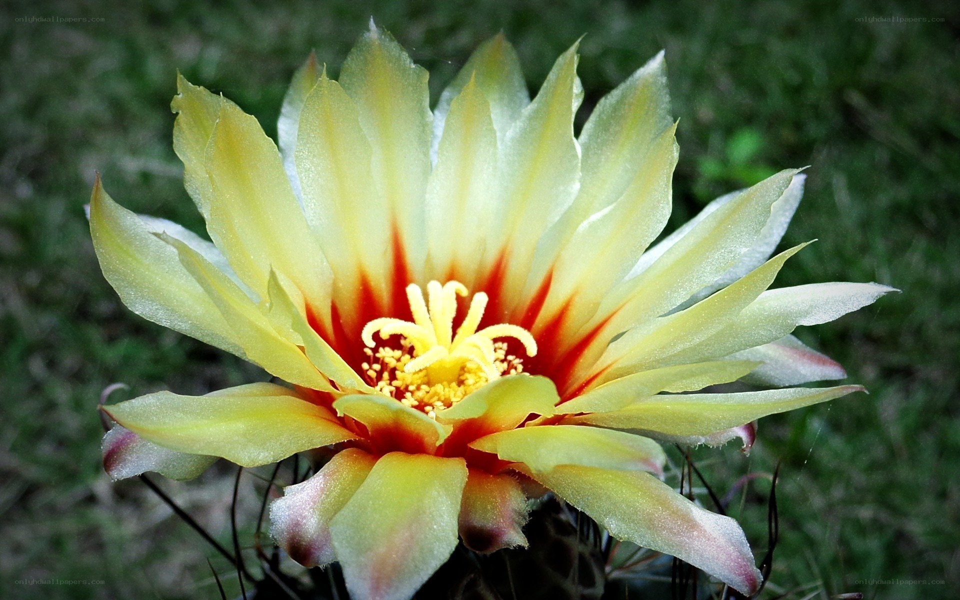 yellow cactus flower bloom