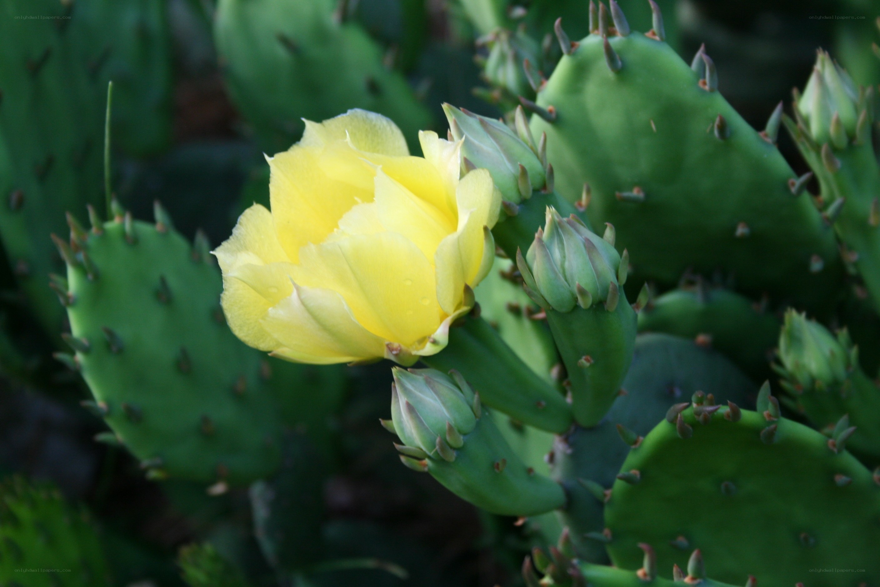 Yellow cactus flower blooming