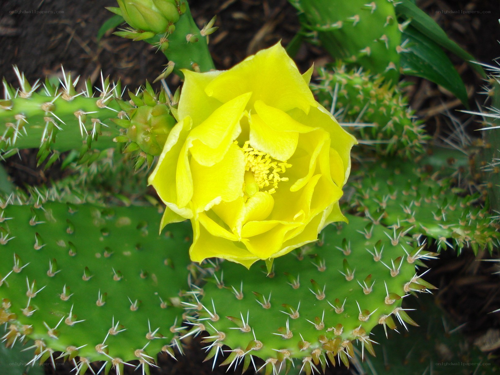 Yellow cactus flower blooming