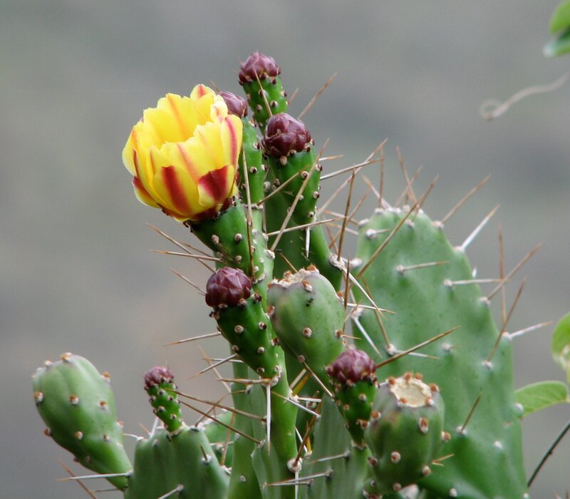 Yellow cactus flower blooming