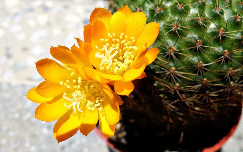 Yellow Cactus Flower — Bright