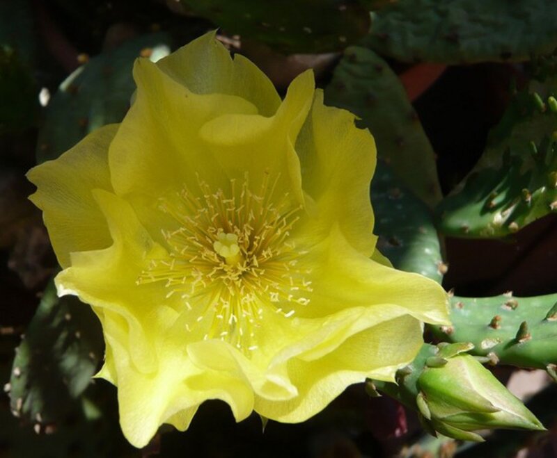 Yellow Cactus Flower — Calm, Afternoon