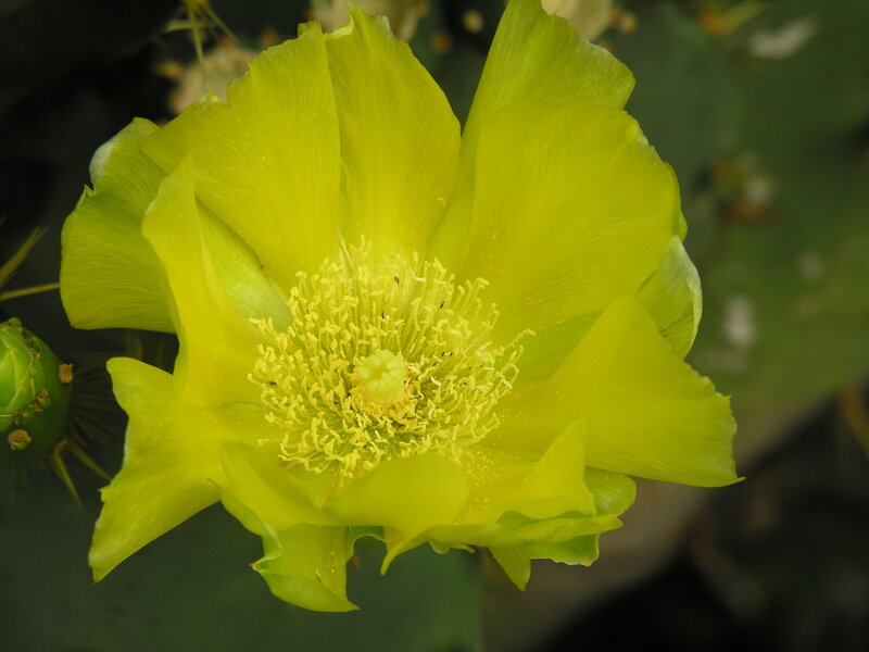Yellow Cactus Flower — Calm, Photograph