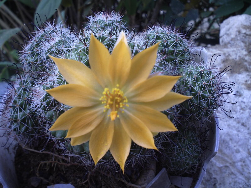 Yellow Cactus Flower — Calm