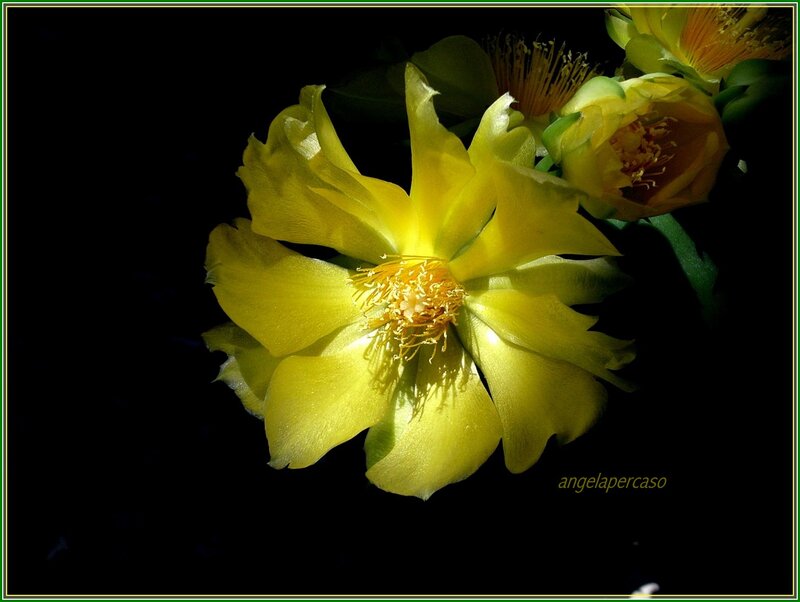 Yellow Cactus Flower — Dramatic, Photograph