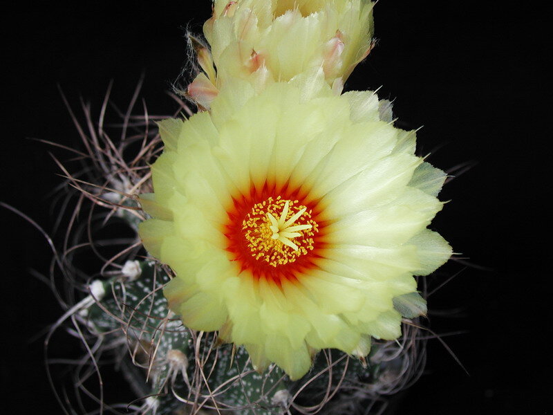Yellow Cactus Flower — Dramatic