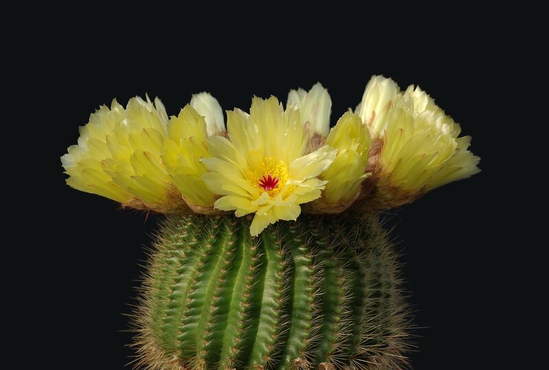 Yellow Cactus Flower — Green, Dramatic